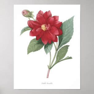 HOOGSTE KWALITEIT Botanische afdrukken van Dahlia Poster