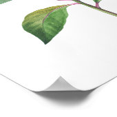 HOOGSTE KWALITEIT Botanische afdrukken van Enkiant Poster (Hoek)