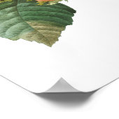 HOOGSTE KWALITEIT Botanische afdrukken van Filbert Poster (Hoek)