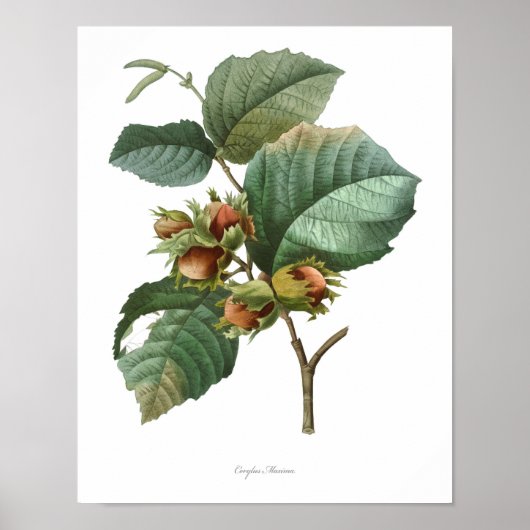 HOOGSTE KWALITEIT Botanische afdrukken van Filbert Poster (Voorkant)