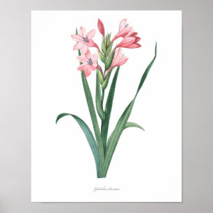 HOOGSTE KWALITEIT Botanische afdrukken van Gladiol Poster