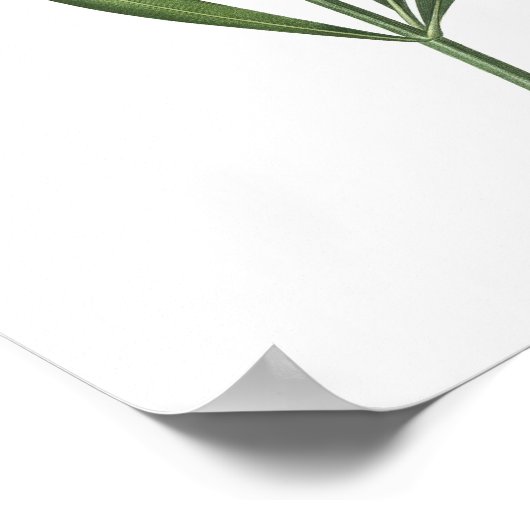 HOOGSTE KWALITEIT Botanische afdrukken van Oleande Poster (Hoek)