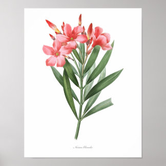 HOOGSTE KWALITEIT Botanische afdrukken van Oleande Poster