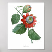 HOOGSTE KWALITEIT Botanische afdrukken van Passifl Poster (Voorkant)