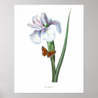 HOOGSTE KWALITEIT Botanische afdrukken van Spaanse Poster