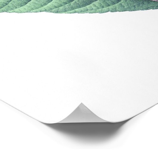 HOOGSTE KWALITEIT Botanische afdrukken van Strepto Poster (Hoek)