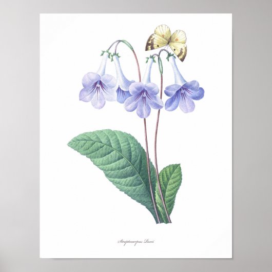 HOOGSTE KWALITEIT Botanische afdrukken van Strepto Poster (Voorkant)