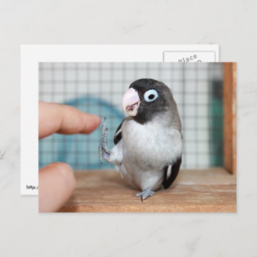 Hoogste vijf! briefkaart (Voorkant / Achterkant)