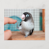 Hoogste vijf! briefkaart (Voorkant)