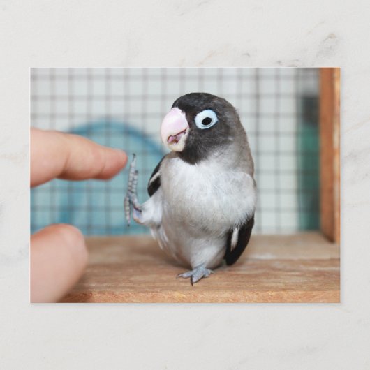 Hoogste vijf! briefkaart (Voorkant)