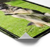 Hoogste vijf Duitse herder Poster (Hoek)