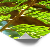 Hoogtepunten van een botanische kustmammoetboom poster (Hoek)