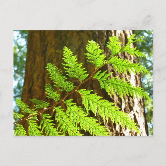 Hoogtepunten van een Redwood Tree Botanical Briefkaart (Voorkant)
