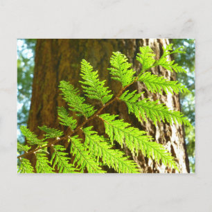 Hoogtepunten van een Redwood Tree Botanical Briefkaart