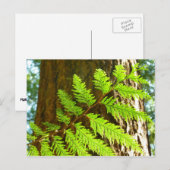 Hoogtepunten van een Redwood Tree Botanical Briefkaart (Voorkant / Achterkant)