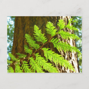 Hoogtepunten van een Redwood Tree Botanical Briefkaart