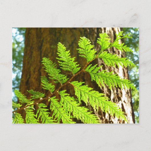 Hoogtepunten van een Redwood Tree Botanical Briefkaart (Voorkant)