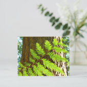 Hoogtepunten van een Redwood Tree Botanical Briefkaart (Staand voorkant)