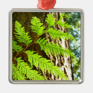 Hoogtepunten van een Redwood Tree Botanical Metalen Ornament