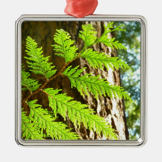 Hoogtepunten van een Redwood Tree Botanical Metalen Ornament (Voorkant)