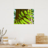 Hoogtepunten van een Redwood Tree Botanical Poster (Keuken)
