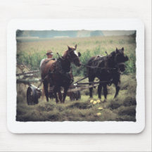 Hooi maken met paarden