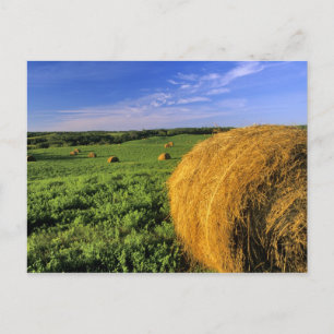 Hooibalen bij Bottineau North Dakota Briefkaart