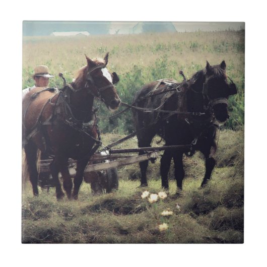 Hooien met paarden tegeltje (Voorkant)