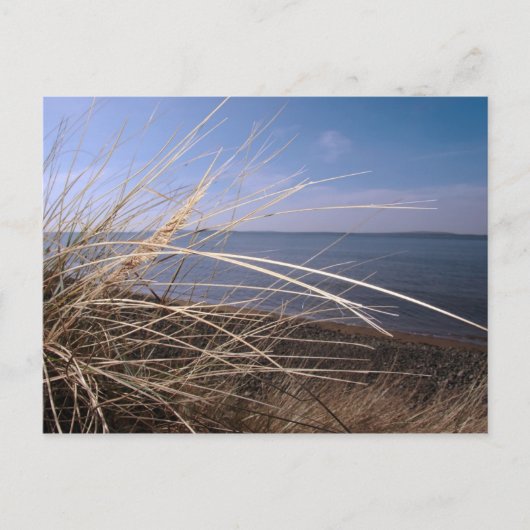 hooikoorts briefkaart (Voorkant)