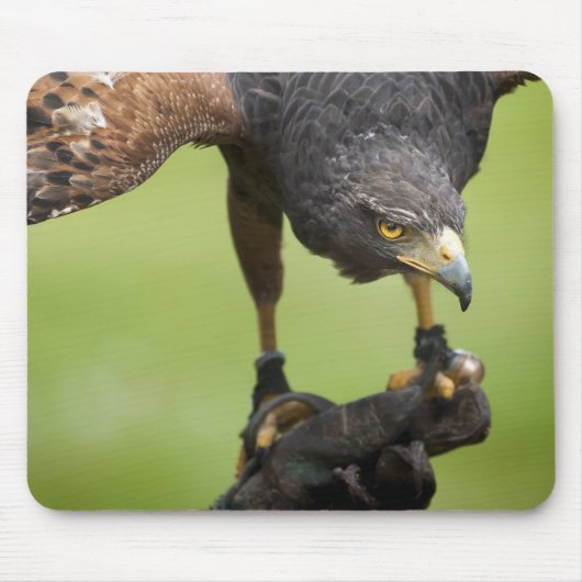 hooivogel muismat (Voorkant)