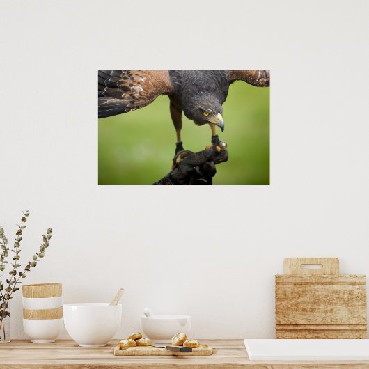 hooivogel poster (Keuken)