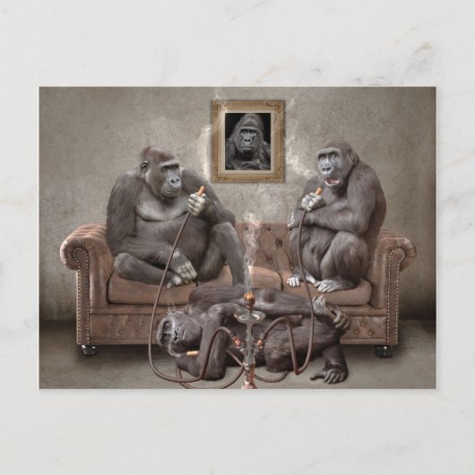Hookah Smoking Apes Post Kaart (Voorkant)