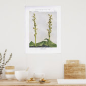 Hooker's Orchis - Lysias hookeriana Poster (Keuken)