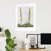 Hooker's Orchis - Lysias hookeriana Poster (Thuiskantoor)