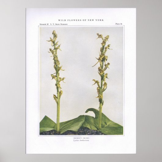 Hooker's Orchis - Lysias hookeriana Poster (Voorkant)