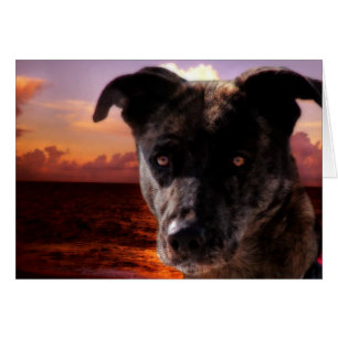 Hoop bezoekt de oceaan