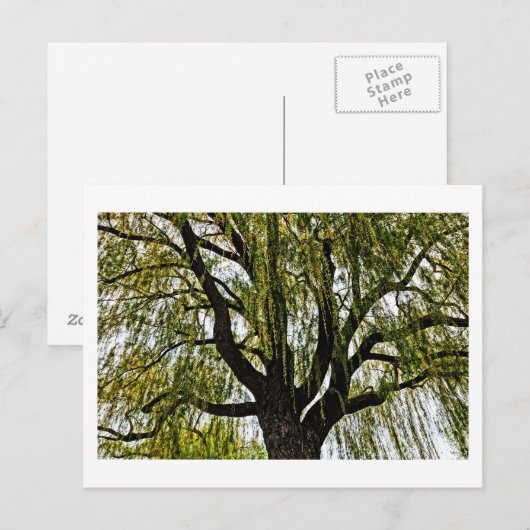 hoop in het voorjaar gedempt briefkaart (Voorkant / Achterkant)