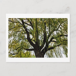 hoop in het voorjaar gedempt briefkaart