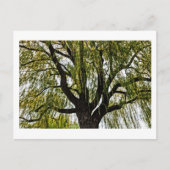 hoop in het voorjaar gedempt briefkaart (Voorkant)