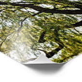 hoop in het voorjaar gedempt foto afdruk (Hoek)