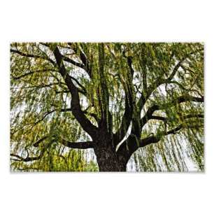 hoop in het voorjaar gedempt foto afdruk