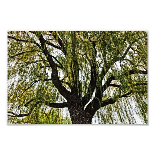 hoop in het voorjaar gedempt foto afdruk (Voorkant)