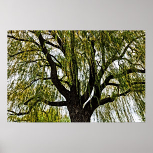 hoop in het voorjaar gedempt poster