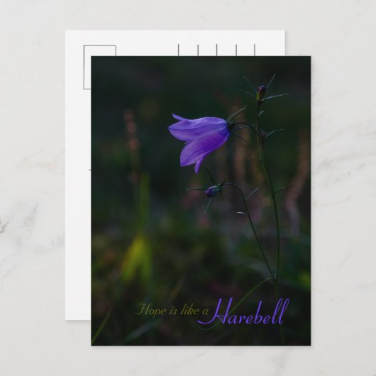 Hoop is als een harebell CC0229 Briefkaart (Voorkant / Achterkant)