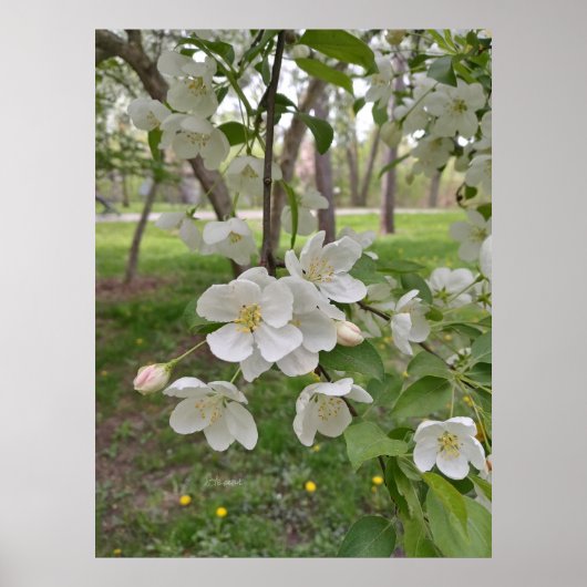 Hoop is nabij poster (Voorkant)