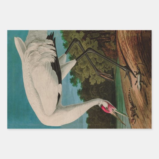 Hooping Crane Birds of America Audubon Print Inpakpapier Vel (Voorkant)