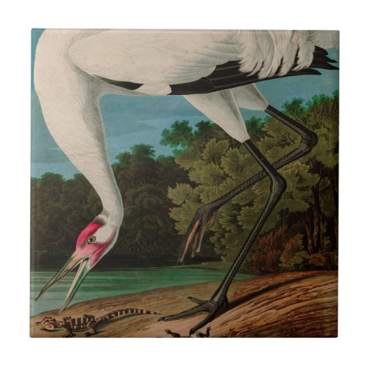Hooping Crane Birds of America Audubon Print Tegeltje (Voorkant)