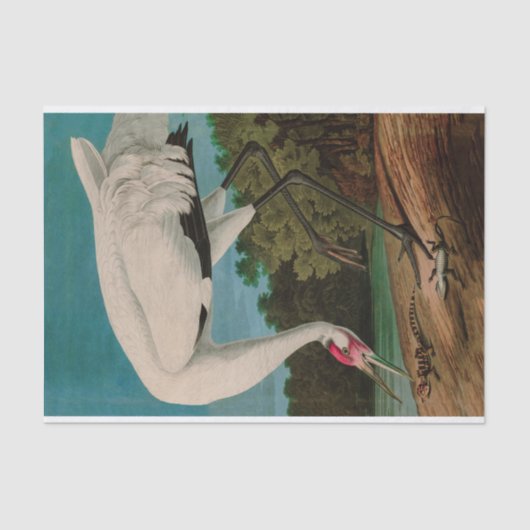 Hooping Crane Birds of America Audubon Print Tissuepapier (Voorkant)