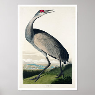 Hooping Crane door Poster Audubon