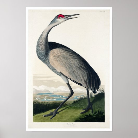 Hooping Crane door Poster Audubon (Voorkant)